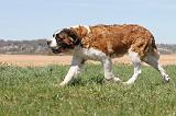 SAINT BERNARD 102